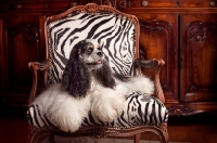 Picture of Cocker Spaniel on chair