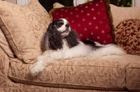 Picture of Cocker Spaniel on couch