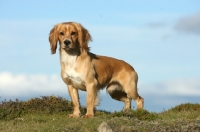 Picture of Cocker Spaniel on hillside