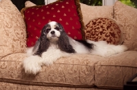 Picture of Cocker Spaniel on sofa