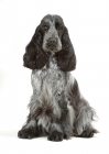 Picture of Cocker Spaniel on white background