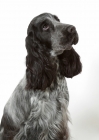 Picture of Cocker Spaniel on white background, looking up