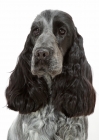 Picture of Cocker Spaniel on white background, portrait