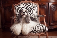 Picture of Cocker Spaniel on zebra chair