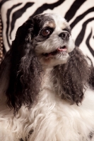 Picture of Cocker Spaniel portrait, zebra print