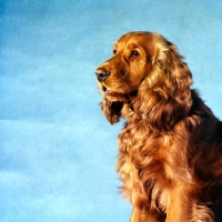 Picture of cocker spaniel, portrait