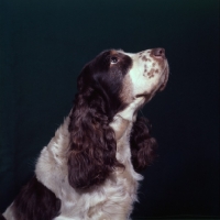 Picture of cocker spaniel, portrait