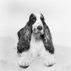 Picture of cocker spaniel portrait