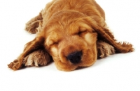 Picture of cocker spaniel pup sleeping
