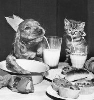 Picture of Cocker Spaniel puppy and kitten drinking from straw
