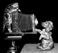 Picture of Cocker Spaniel puppy and kitten with camera