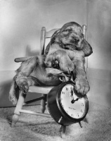 Picture of Cocker Spaniel puppy asleep next to alarm clock
