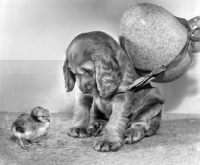 Picture of Cocker Spaniel puppy carrying an Easter egg, looking at chick