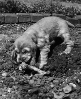 Picture of Cocker Spaniel puppy digging bone in garden