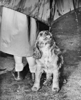 Picture of Cocker Spaniel puppy drinking drops from umbrella