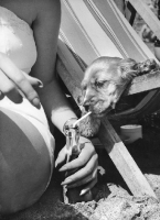 Picture of Cocker Spaniel puppy drinking through a straw