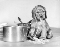 Picture of Cocker Spaniel puppy eating spaghetti