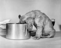 Picture of Cocker Spaniel puppy eating spaghetti