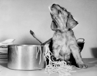Picture of Cocker Spaniel puppy enjoying spaghetti