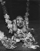 Picture of Cocker Spaniel puppy hanging in garland