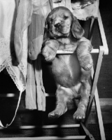 Picture of Cocker Spaniel puppy hanging on washing rack