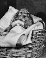 Picture of Cocker Spaniel puppy in bed