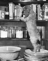 Picture of Cocker Spaniel puppy in kitchen