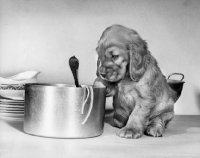 Picture of Cocker Spaniel puppy in kitchen
