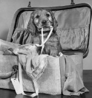 Picture of Cocker Spaniel puppy in suitcase