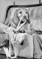 Picture of Cocker Spaniel puppy in suitcase