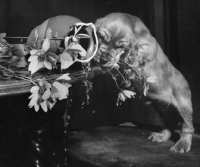 Picture of Cocker Spaniel puppy knocking over vase