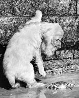 Picture of Cocker Spaniel puppy looking at crab
