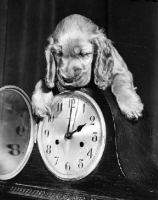Picture of Cocker Spaniel puppy looking at clock