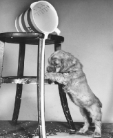Picture of Cocker Spaniel puppy looking at milk pouring down