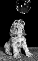 Picture of Cocker Spaniel puppy looking at bubble