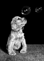 Picture of Cocker Spaniel puppy looking at bubbles