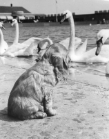 Picture of Cocker Spaniel puppy looking at swans
