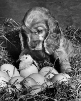 Picture of Cocker Spaniel puppy looking at chick hatching egg