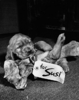 Picture of Cocker Spaniel puppy lying with bone