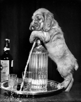 Picture of Cocker Spaniel puppy making drinks