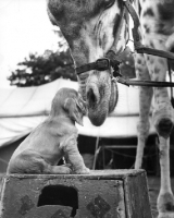Picture of Cocker Spaniel puppy meeting a giraffe at the circus