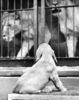 Picture of Cocker Spaniel puppy near lions
