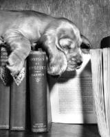 Picture of Cocker Spaniel puppy on books