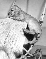 Picture of Cocker Spaniel puppy on pram