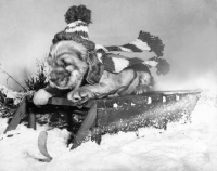 Picture of Cocker Spaniel puppy on sleigh