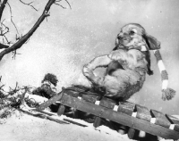 Picture of Cocker Spaniel puppy on sleigh