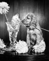 Picture of Cocker Spaniel puppy picking flower