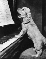 Picture of Cocker Spaniel puppy playing piano