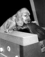 Picture of Cocker Spaniel puppy playing record