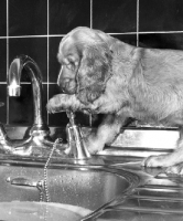 Picture of Cocker Spaniel puppy playing with tap